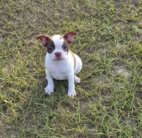 Chanel , a female Boston Terrier for sale in East Dublin, GA – 5 of 6