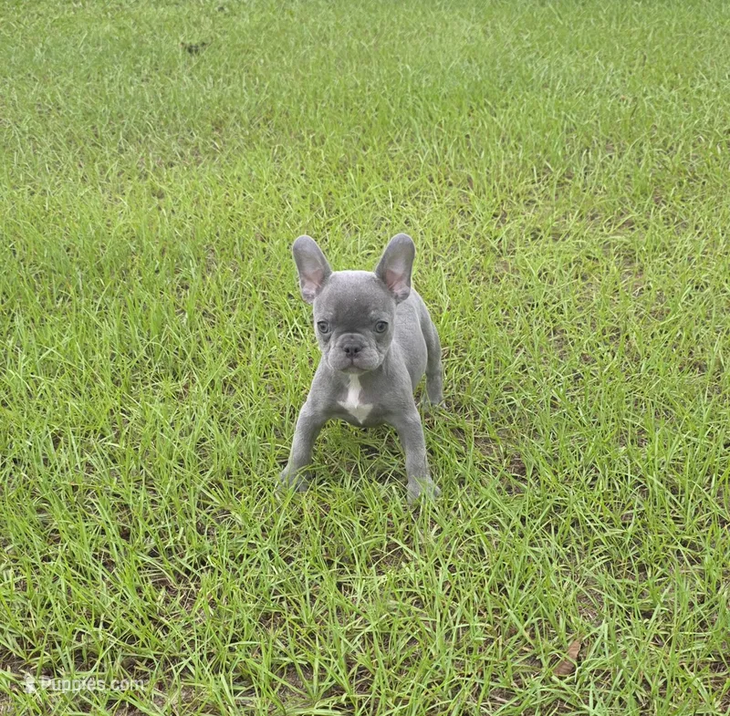 Tiny Tim  – French Bulldog puppy for sale in East Dublin, GA