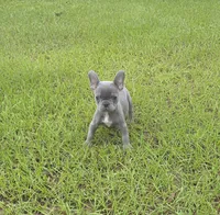 Tiny Tim , a male French Bulldog for sale in East Dublin, GA – 1 of 10