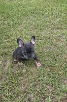 Dolly , a female French Bulldog for sale in East Dublin, GA – 2 of 10