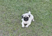 Lila, a female Pug for sale in East Dublin, GA – 7 of 7