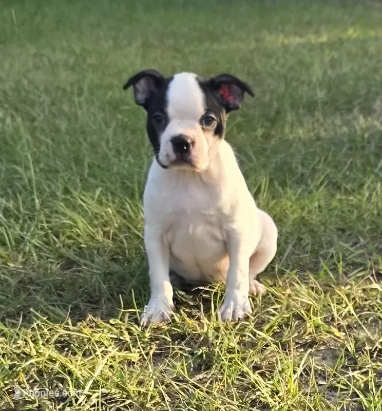Dior – Boston Terrier puppy for sale in East Dublin, GA