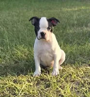 Dior, a female Boston Terrier for sale in East Dublin, GA – 1 of 6