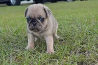 Merlene, a female Pug for sale in East Dublin, GA – 2 of 8