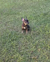 Dolly , a female French Bulldog for sale in East Dublin, GA – 8 of 9