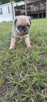 Merlene, a female Pug for sale in East Dublin, GA – 8 of 8