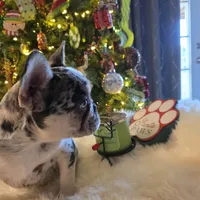 Coco, a female French Bulldog for sale in East Dublin, GA – Photo 3 of 6