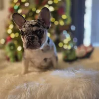 Coco, a female French Bulldog for sale in East Dublin, GA – Photo 4 of 6