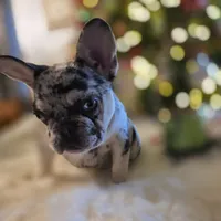 Coco, a female French Bulldog for sale in East Dublin, GA – Photo 6 of 6