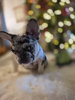Coco, a female French Bulldog for sale in East Dublin, GA – Photo 6 of 6