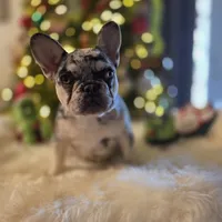 Coco, a female French Bulldog for sale in East Dublin, GA – Photo 1 of 6