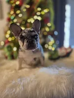 Coco, a female French Bulldog for sale in East Dublin, GA – Photo 1 of 6