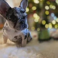 Coco, a female French Bulldog for sale in East Dublin, GA – Photo 5 of 6