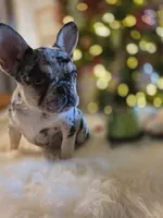 Coco, a female French Bulldog for sale in East Dublin, GA – Photo 5 of 6