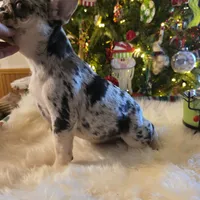 Coco, a female French Bulldog for sale in East Dublin, GA – Photo 2 of 6