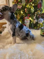 Coco, a female French Bulldog for sale in East Dublin, GA – Photo 2 of 6