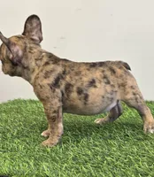 Solomon , a male French Bulldog for sale in East Dublin, GA – Photo 6 of 6