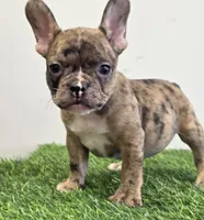 Solomon , a male French Bulldog for sale in East Dublin, GA – Photo 5 of 6