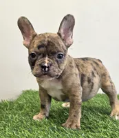 Solomon , a male French Bulldog for sale in East Dublin, GA – Photo 3 of 6