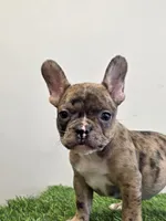 Solomon , a male French Bulldog for sale in East Dublin, GA – Photo 4 of 6