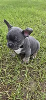 Jelly Roll, a male French Bulldog for sale in East Dublin, GA – 6 of 10