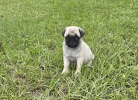 Puggy, a female Pug for sale in East Dublin, GA – 6 of 10