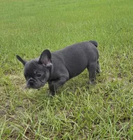 Jolene , a female French Bulldog for sale in East Dublin, GA – 4 of 10