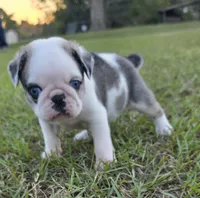 Koi, a male Pug for sale in East Dublin, GA – 2 of 10