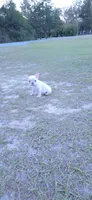 Lulu, a female French Bulldog for sale in East Dublin, GA – 4 of 7