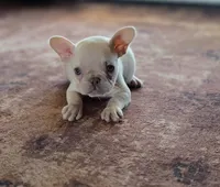 Lulu, a female French Bulldog for sale in East Dublin, GA – 3 of 7