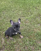 Dolly , a female French Bulldog for sale in East Dublin, GA – 8 of 10