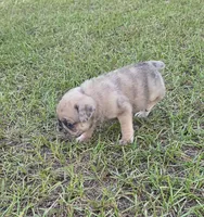 Merlene, a female Pug for sale in East Dublin, GA – 7 of 8