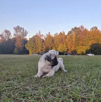 Lila, a female Pug for sale in East Dublin, GA – 5 of 7