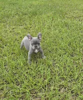 Tiny Tim , a male French Bulldog for sale in East Dublin, GA – 4 of 10