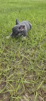 Jelly Roll, a male French Bulldog for sale in East Dublin, GA – 10 of 10