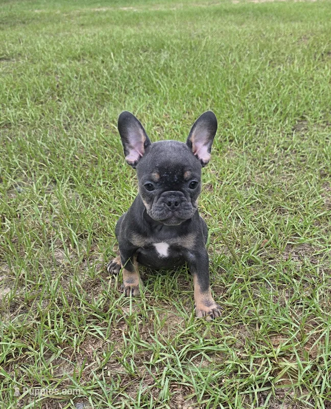 Dolly  – French Bulldog puppy for sale in East Dublin, GA