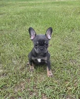 Dolly , a female French Bulldog for sale in East Dublin, GA – 1 of 10