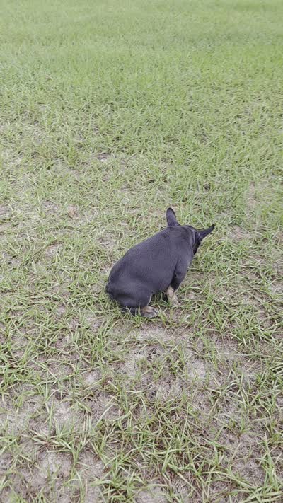 Dolly , a female French Bulldog for sale in East Dublin, GA – 9 of 10