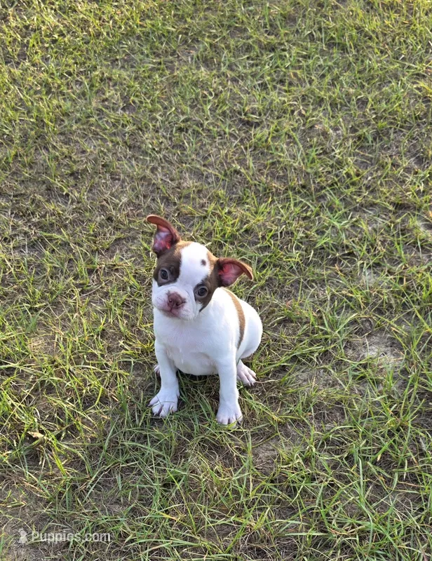 Chanel , a female Boston Terrier for sale in East Dublin, GA – 1 of 6