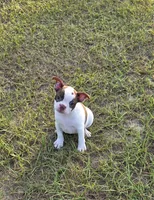 Chanel , a female Boston Terrier for sale in East Dublin, GA – 1 of 6