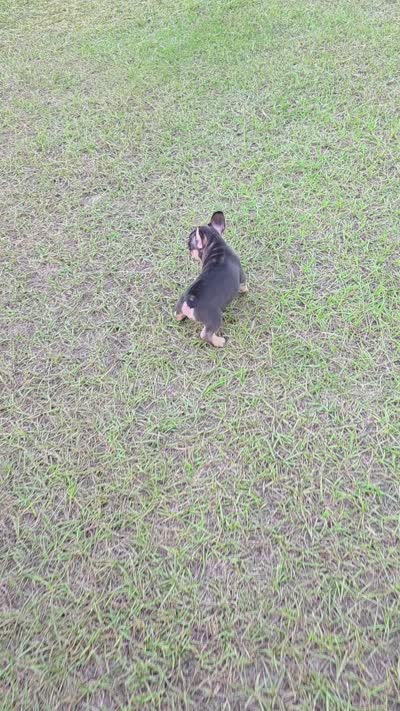 Coco, a female French Bulldog for sale in East Dublin, GA – 10 of 10