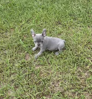 Tiny Tim , a male French Bulldog for sale in East Dublin, GA – 8 of 10