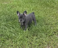 Jolene , a female French Bulldog for sale in East Dublin, GA – 6 of 10