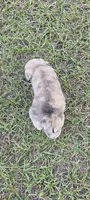 Merlene, a female Pug for sale in East Dublin, GA – 6 of 8