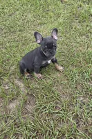 Dolly , a female French Bulldog for sale in East Dublin, GA – 5 of 10