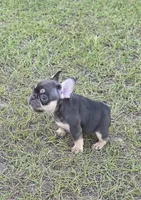 Coco, a female French Bulldog for sale in East Dublin, GA – 7 of 10