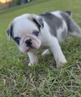 Koi, a male Pug for sale in East Dublin, GA – 3 of 10