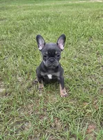 Dolly , a female French Bulldog for sale in East Dublin, GA – 7 of 10