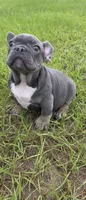 Jelly Roll, a male French Bulldog for sale in East Dublin, GA – 9 of 10