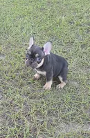 Coco, a female French Bulldog for sale in East Dublin, GA – 3 of 10